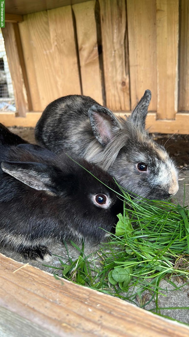 2 weibliche Zwergkaninchen gratis abzugeben
