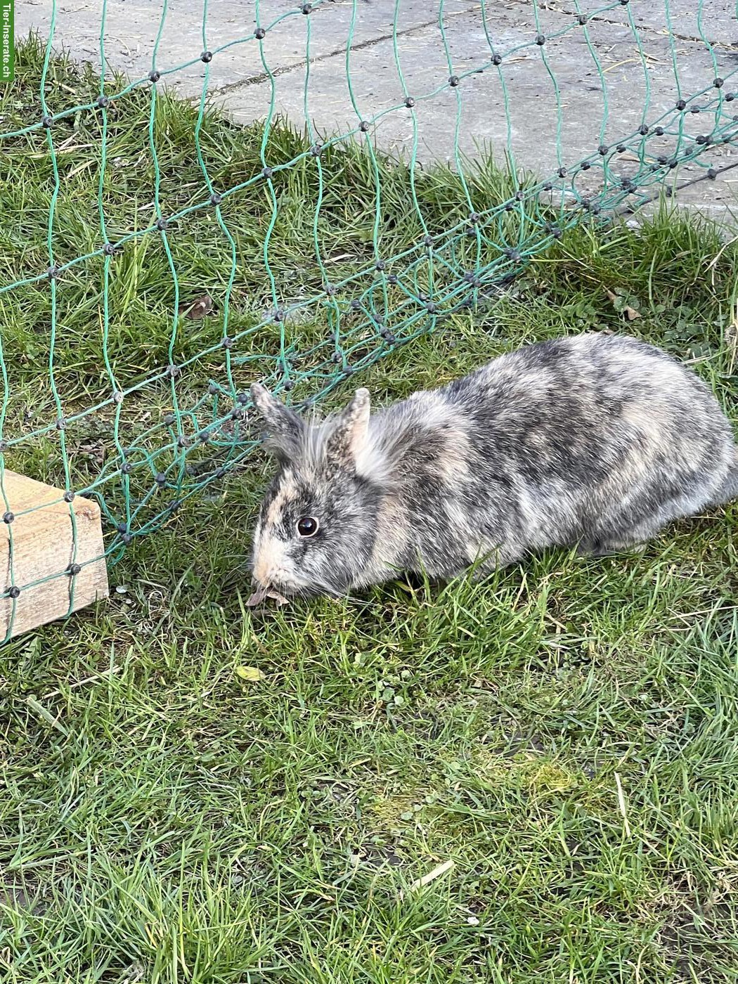 Bild 2: 2 weibliche Zwergkaninchen gratis abzugeben