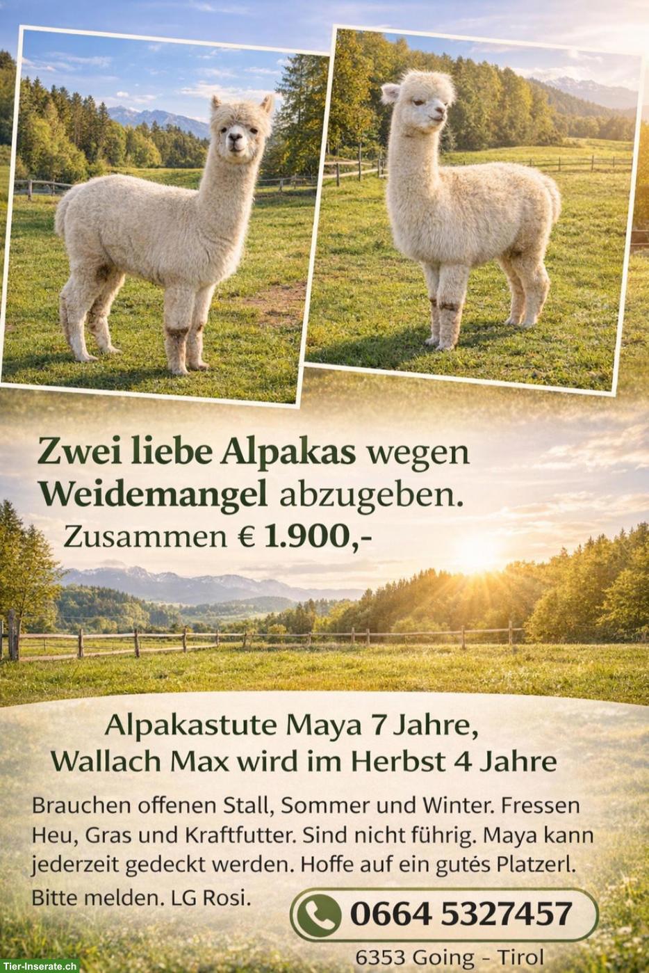 Alpaka-Stute Maya & Alpaka-Wallach Max