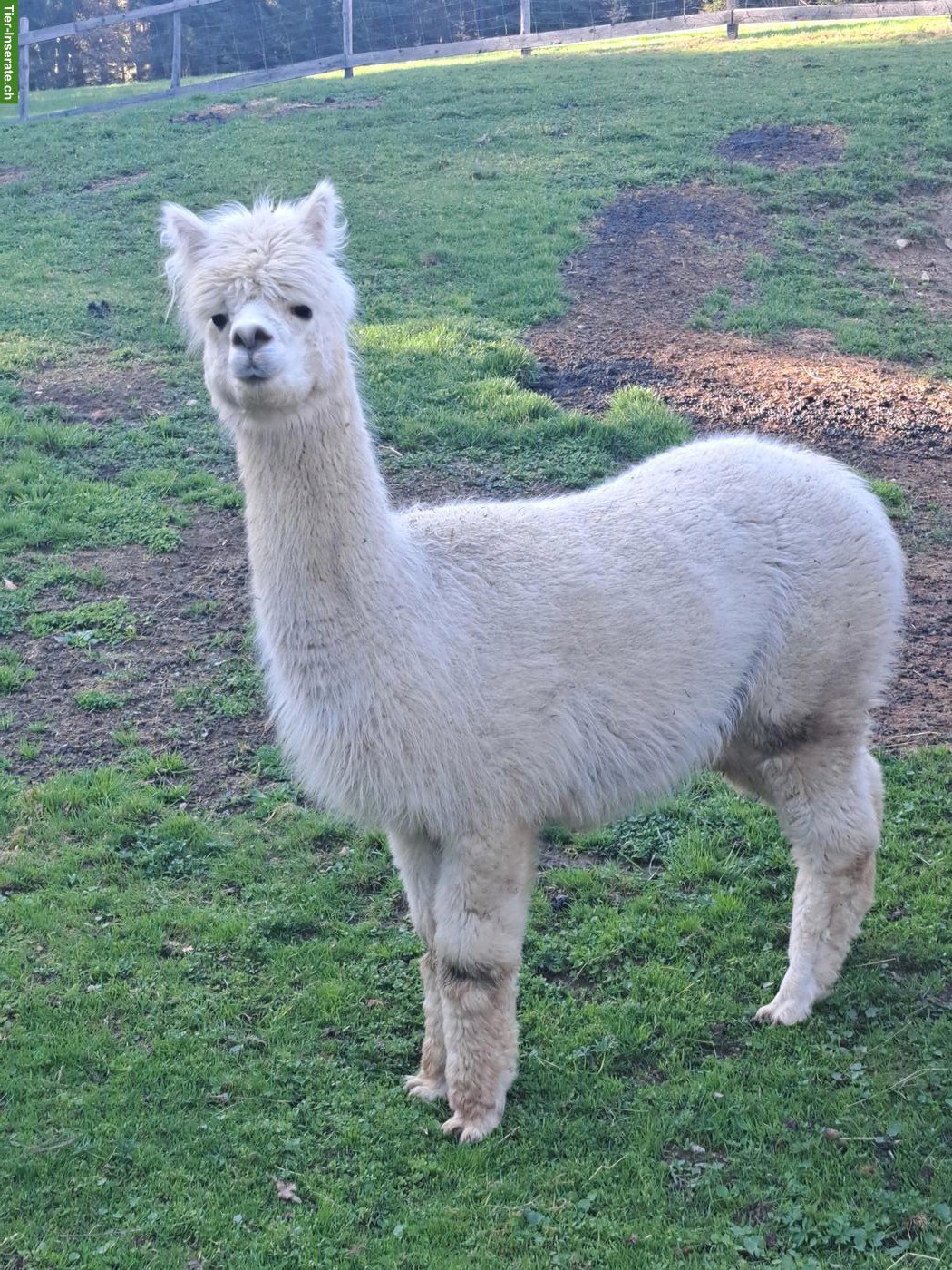 Bild 2: Alpaka-Stute Maya & Alpaka-Wallach Max