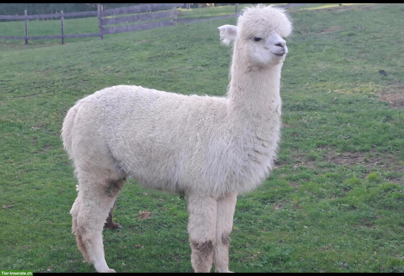 Bild 3: Alpaka-Stute Maya & Alpaka-Wallach Max