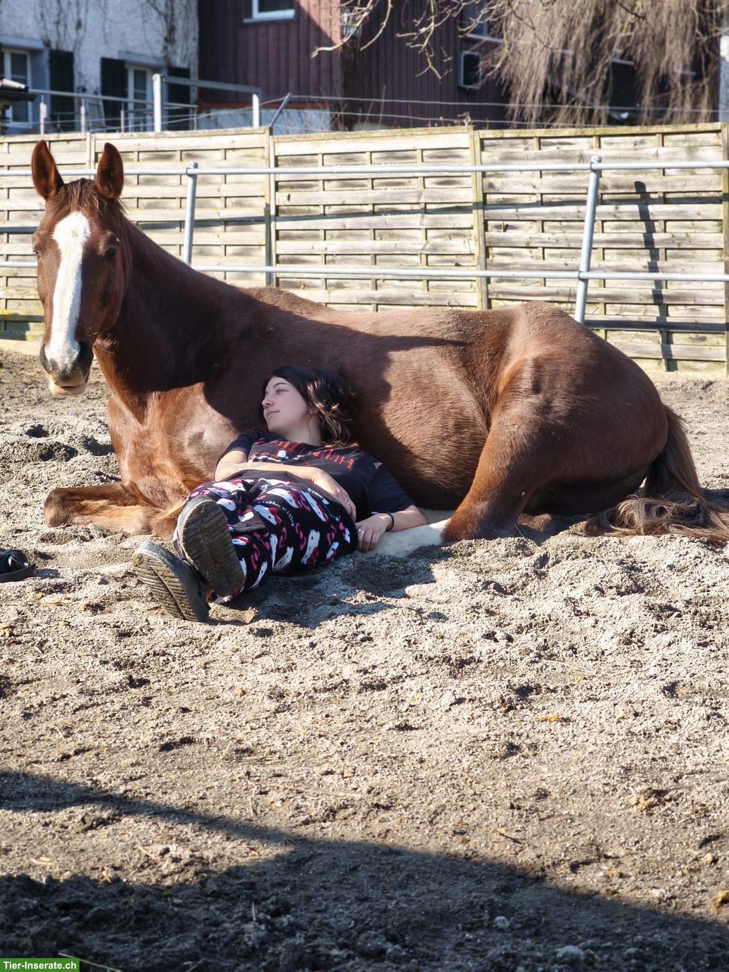 Bild 2: Reitstunden in Fahrwangen AG