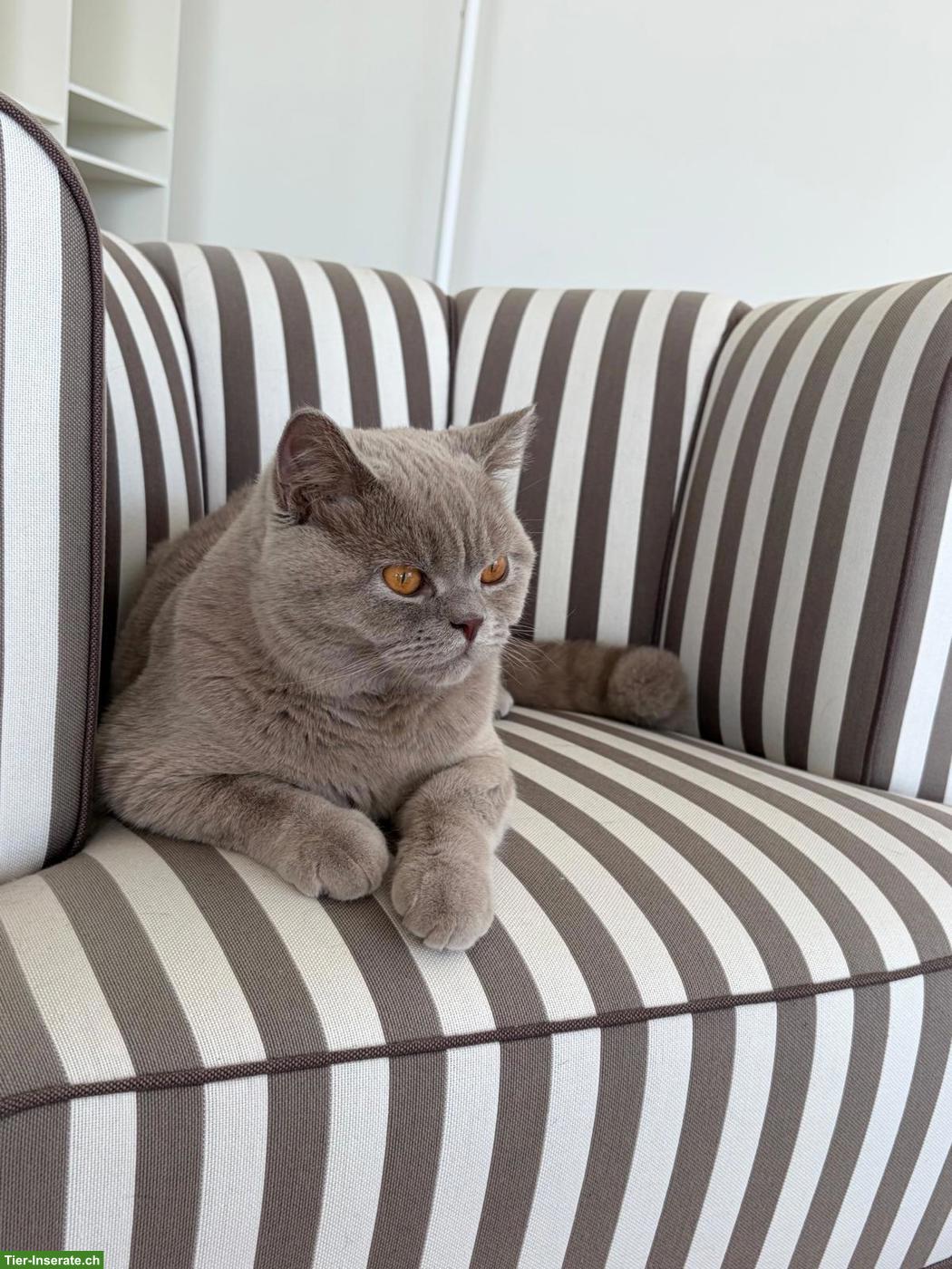 Britisch Kurzhaar Kater Morris, Lilac, kastriert