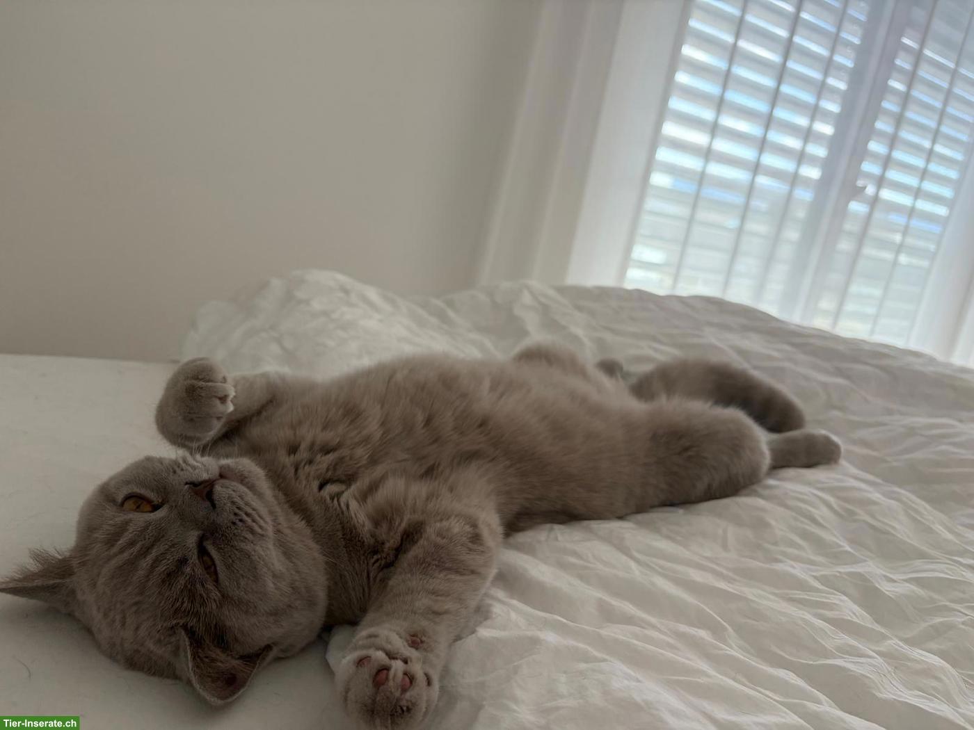 Bild 2: Britisch Kurzhaar Kater Morris, Lilac, kastriert