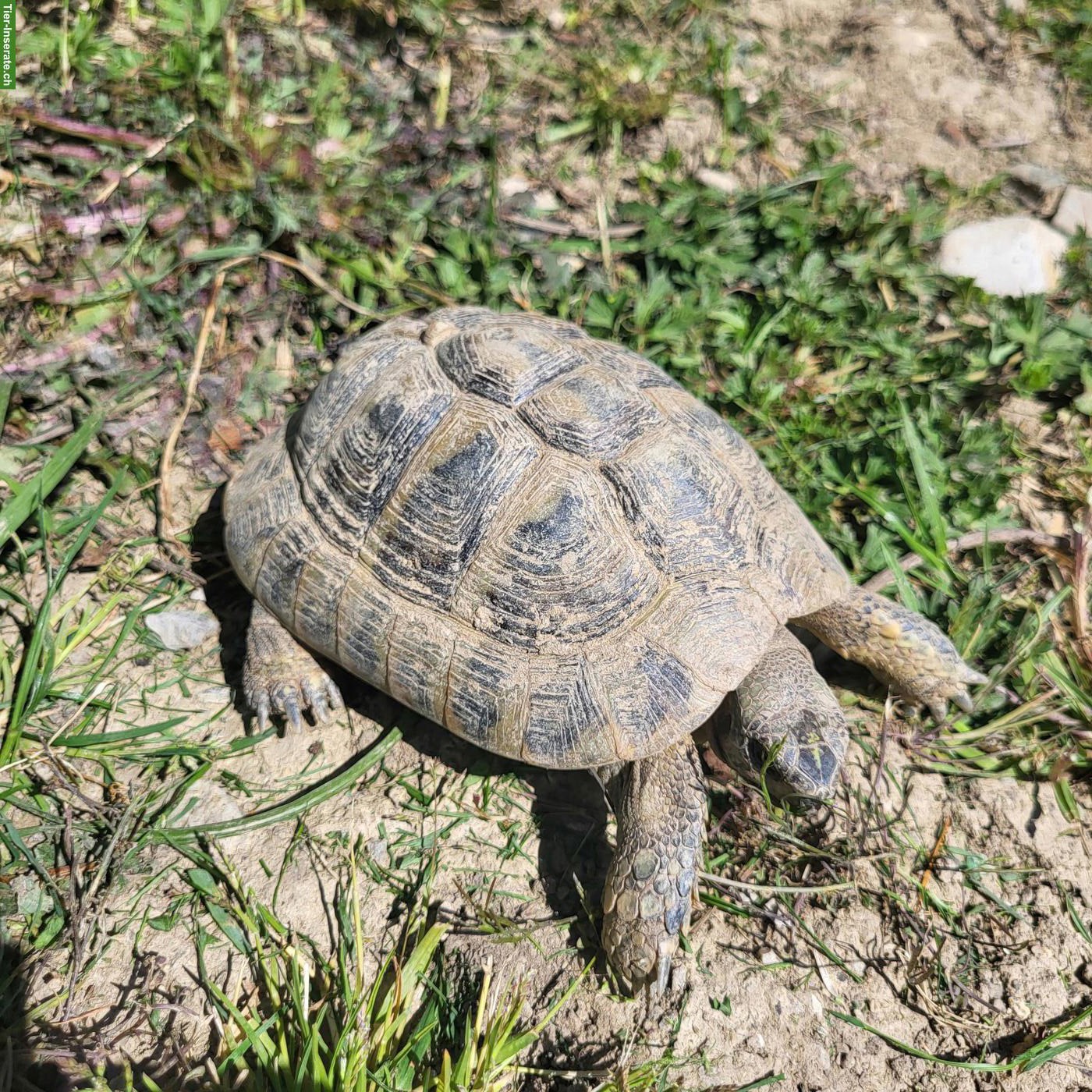 Griechische Landschildkröten suchen schildkrötengerechten Garten
