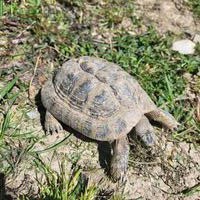 Griechische Landschildkröten suchen schildkrötengerechten Garten
