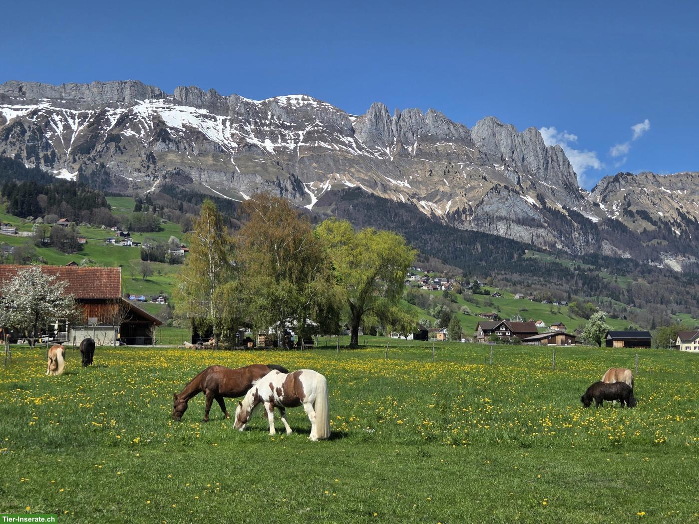 Bild 2: Schöne Pferdeboxe mit Auslauf in 9472 Grabs SG