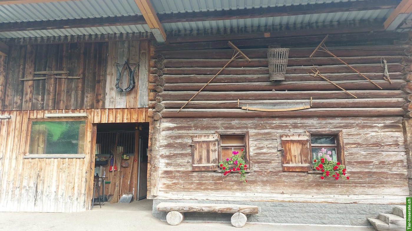 Bild 3: Schöne Pferdeboxe mit Auslauf in 9472 Grabs SG