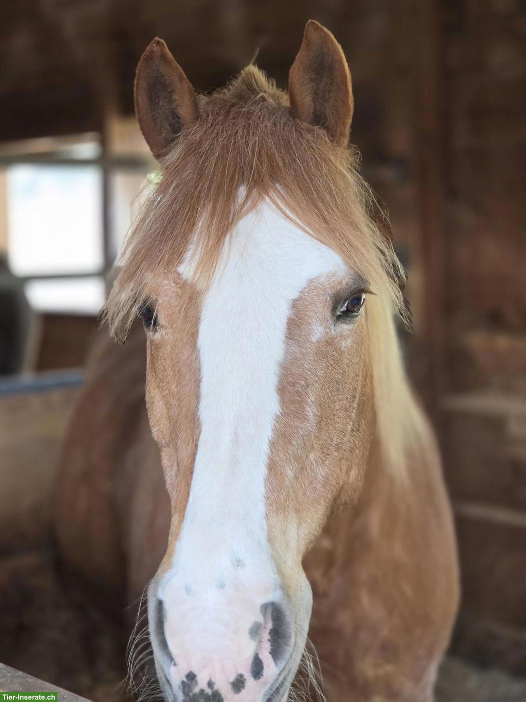 Bodenarbeit & Freiheitsdressur mit Freibergerwallach