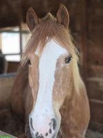 Bodenarbeit & Freiheitsdressur mit Freibergerwallach