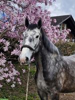 Irländer Wallach, 7-jährig, toller Kumpel zum Ausreiten
