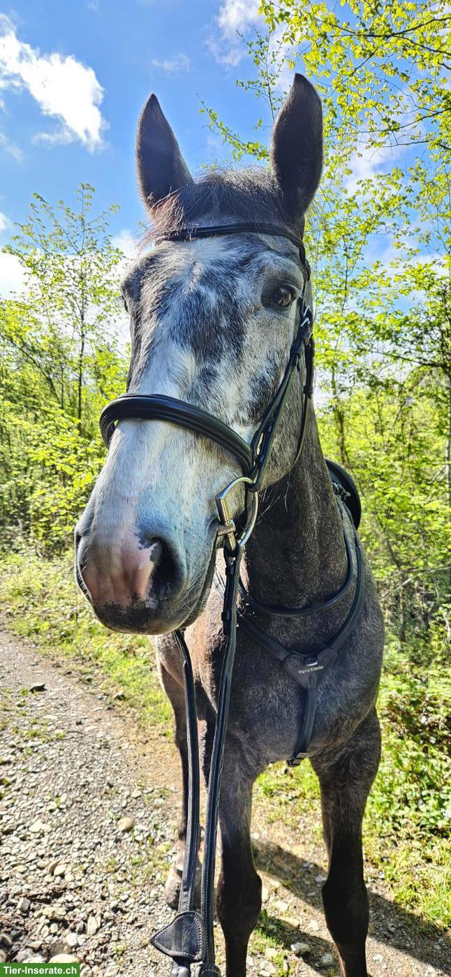 Bild 2: Irländer Wallach, 7-jährig, toller Kumpel zum Ausreiten