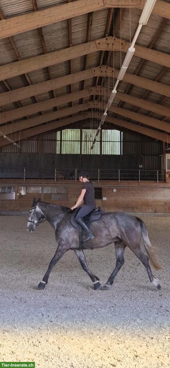Bild 3: Irländer Wallach, 7-jährig, toller Kumpel zum Ausreiten