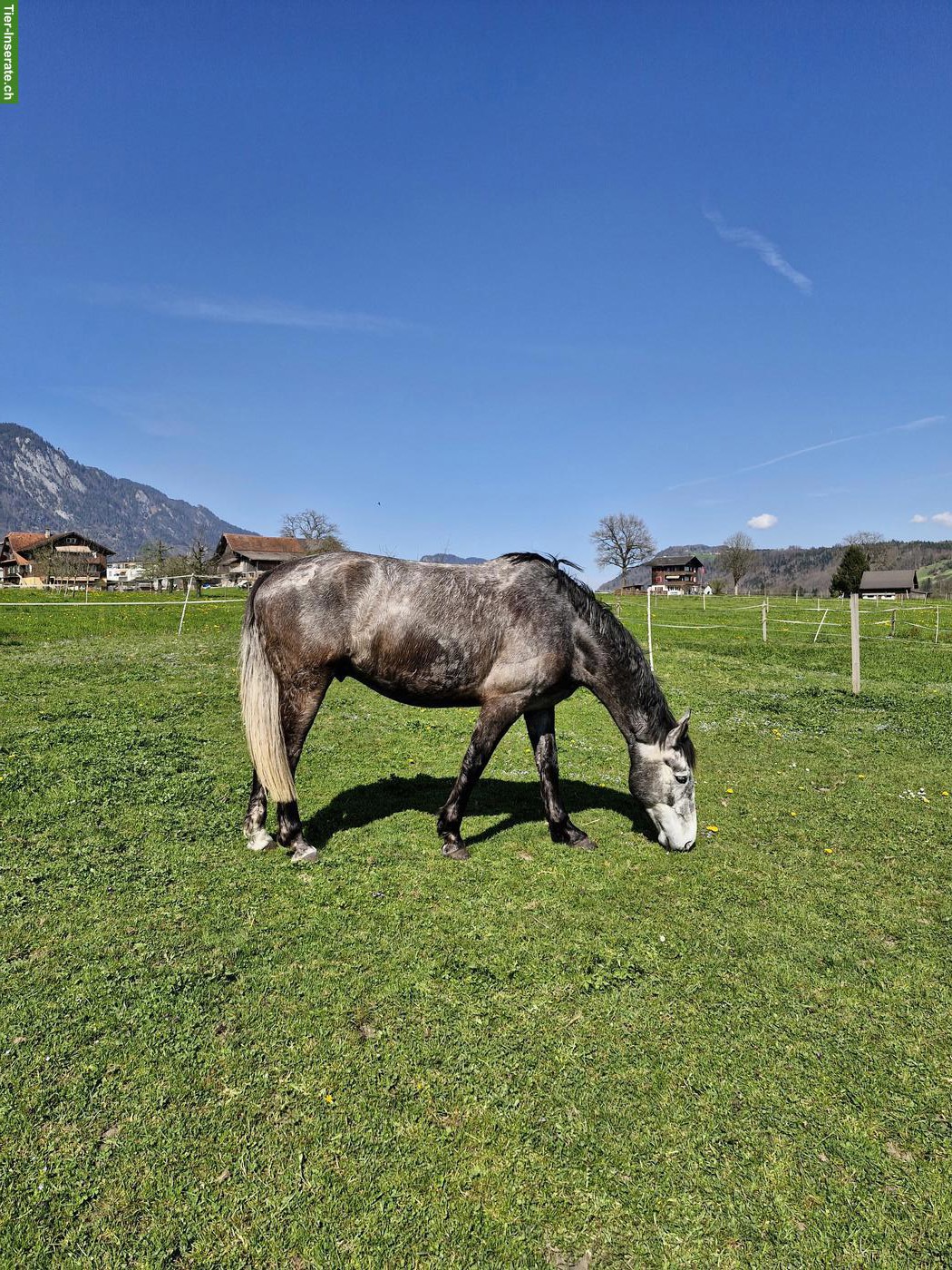 Bild 4: Irländer Wallach, 7-jährig, toller Kumpel zum Ausreiten