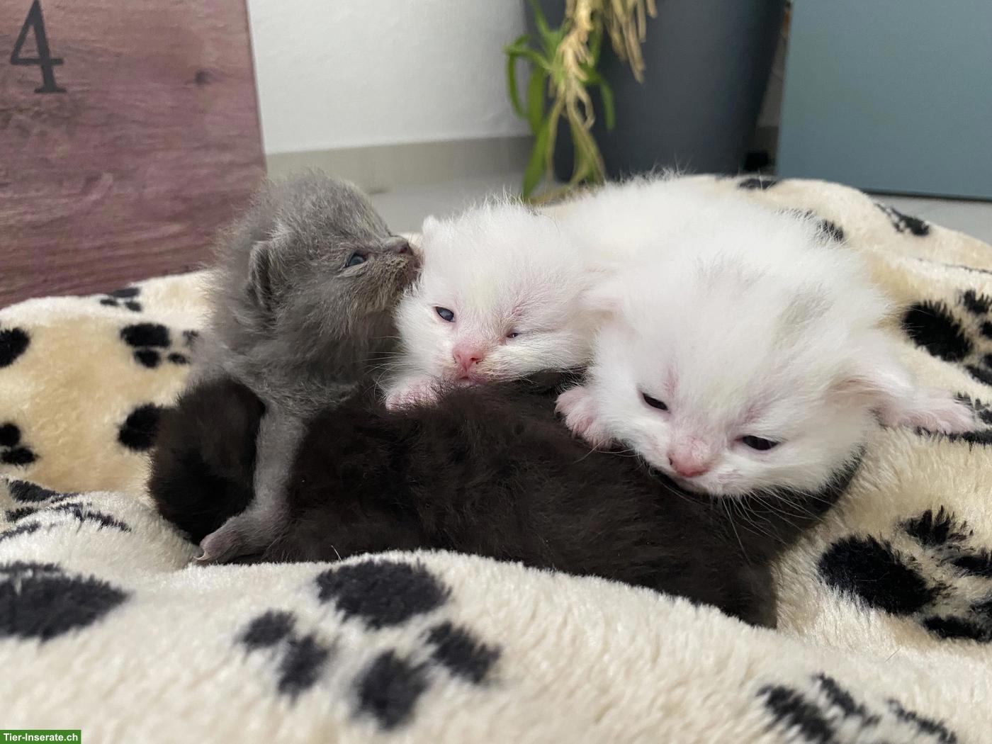 Britisch Kurzhaar (BKH) Kitten zur Abgabe