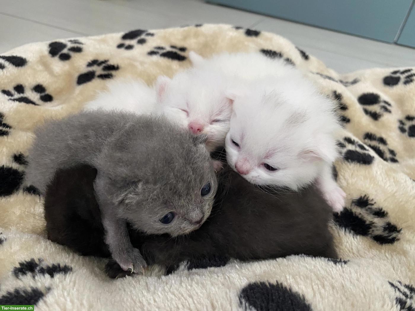 Bild 2: Britisch Kurzhaar (BKH) Kitten zur Abgabe