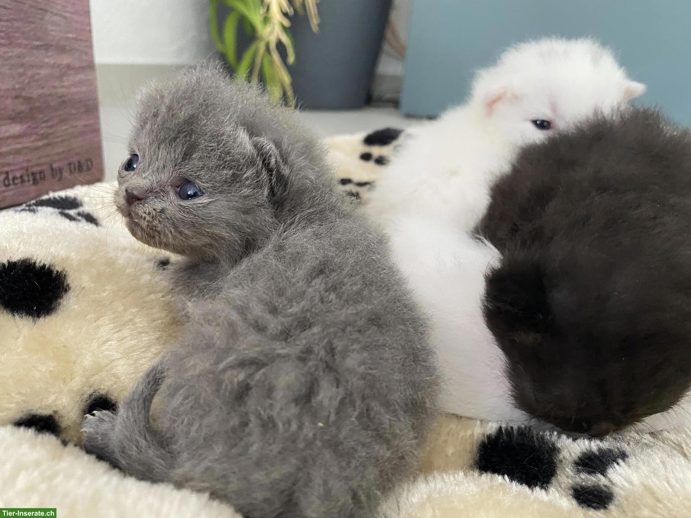 Bild 3: Britisch Kurzhaar (BKH) Kitten zur Abgabe