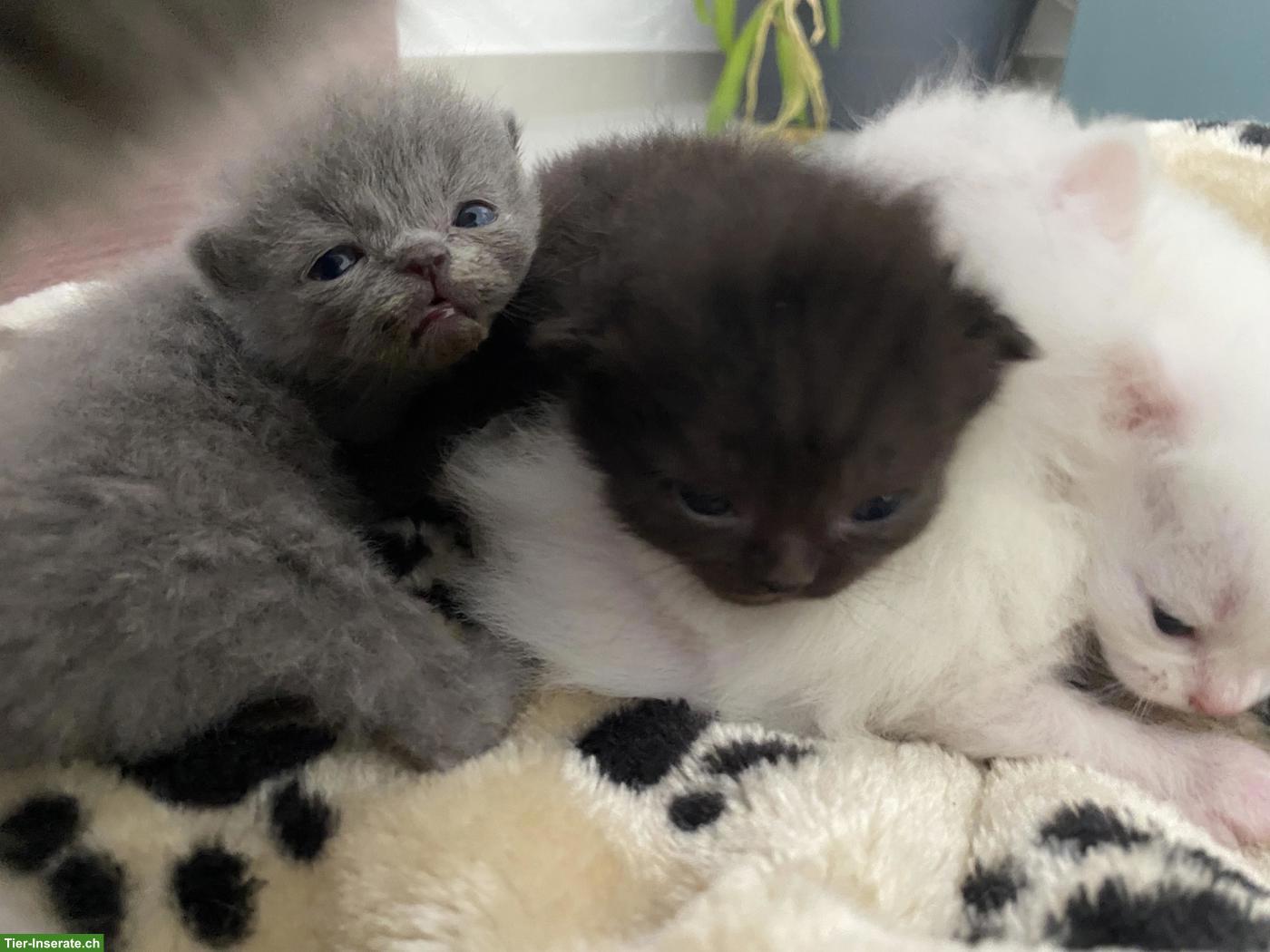 Bild 4: Britisch Kurzhaar (BKH) Kitten zur Abgabe