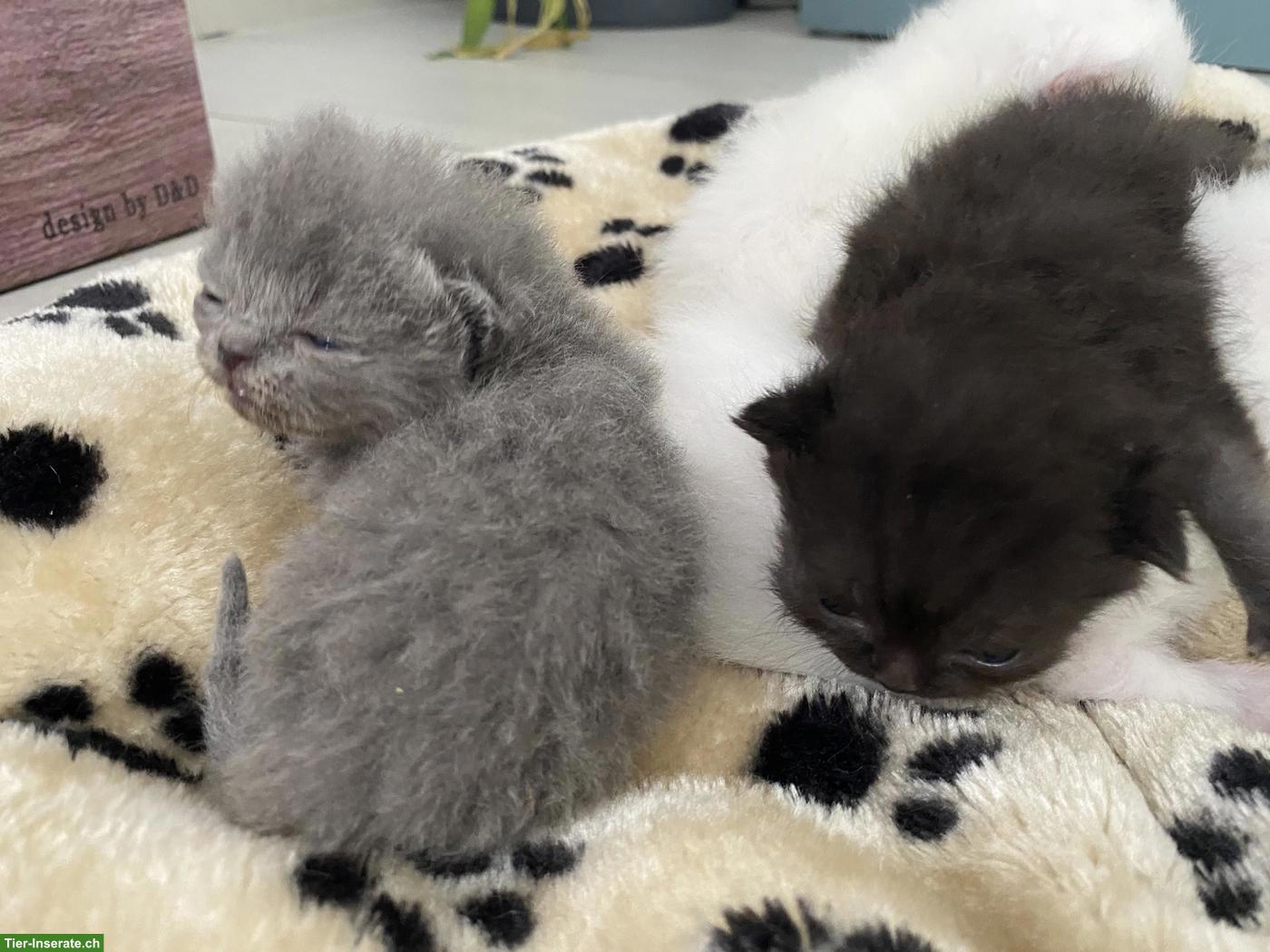 Bild 5: Britisch Kurzhaar (BKH) Kitten zur Abgabe