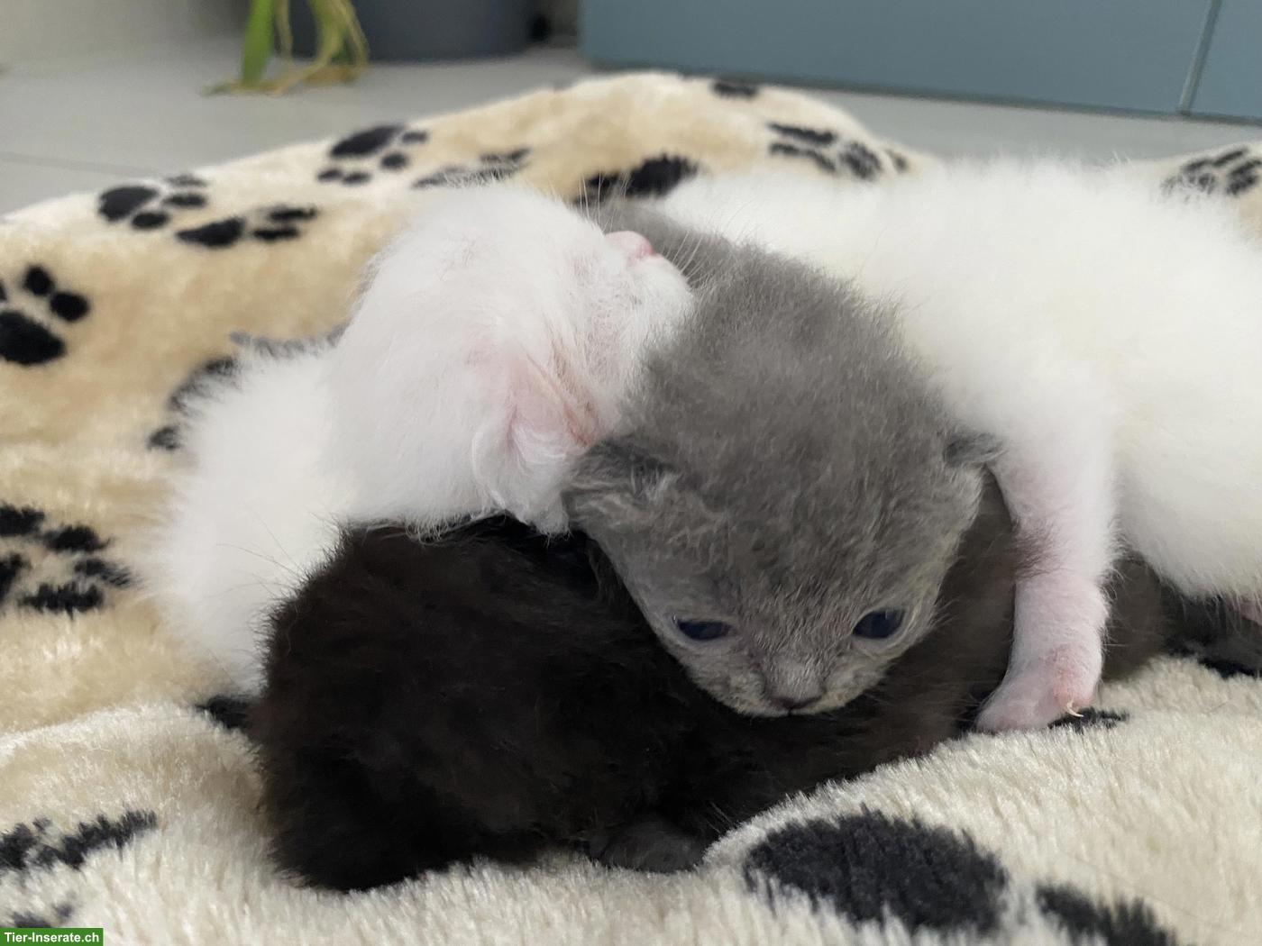 Bild 6: Britisch Kurzhaar (BKH) Kitten zur Abgabe