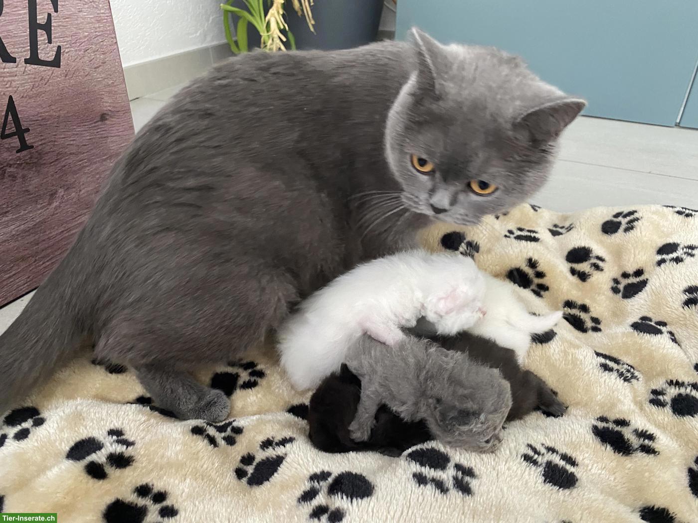 Bild 7: Britisch Kurzhaar (BKH) Kitten zur Abgabe