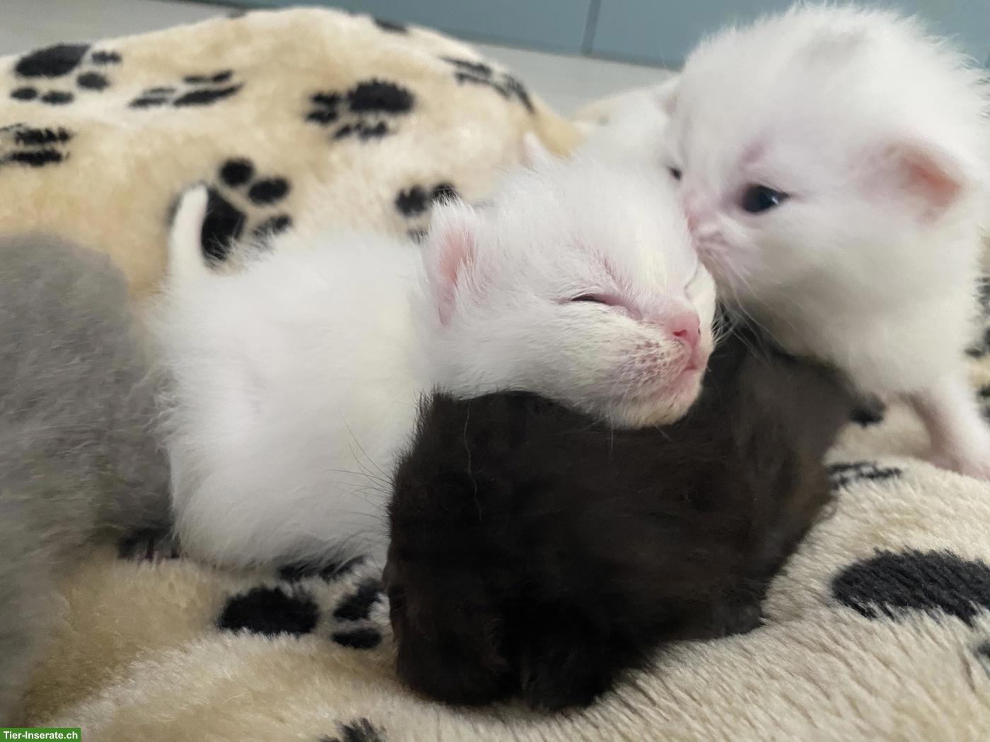 Bild 8: Britisch Kurzhaar (BKH) Kitten zur Abgabe