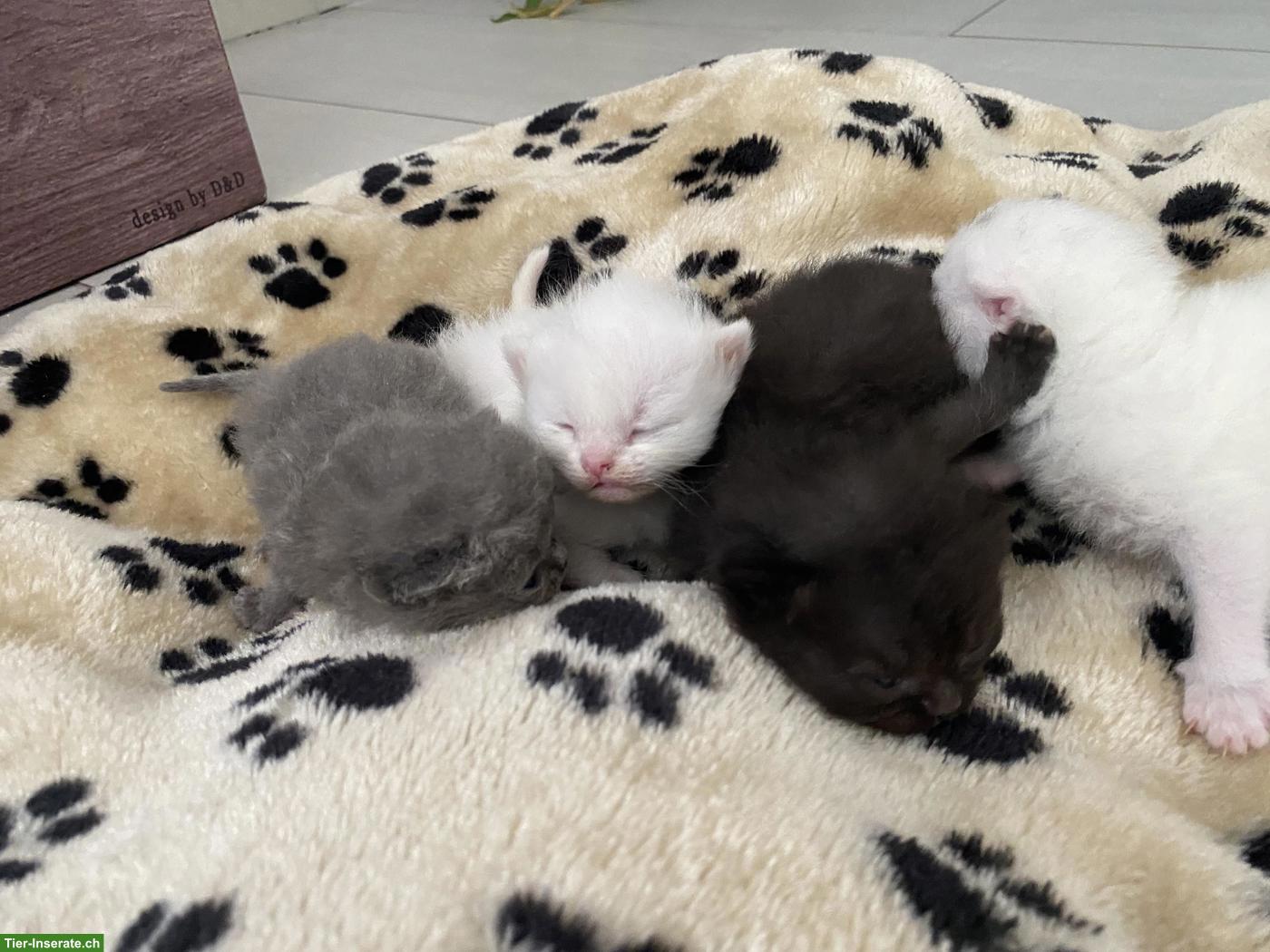 Bild 9: Britisch Kurzhaar (BKH) Kitten zur Abgabe