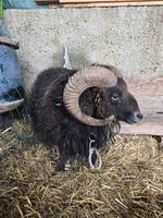 Ouessant Zuchtbock, schwarz