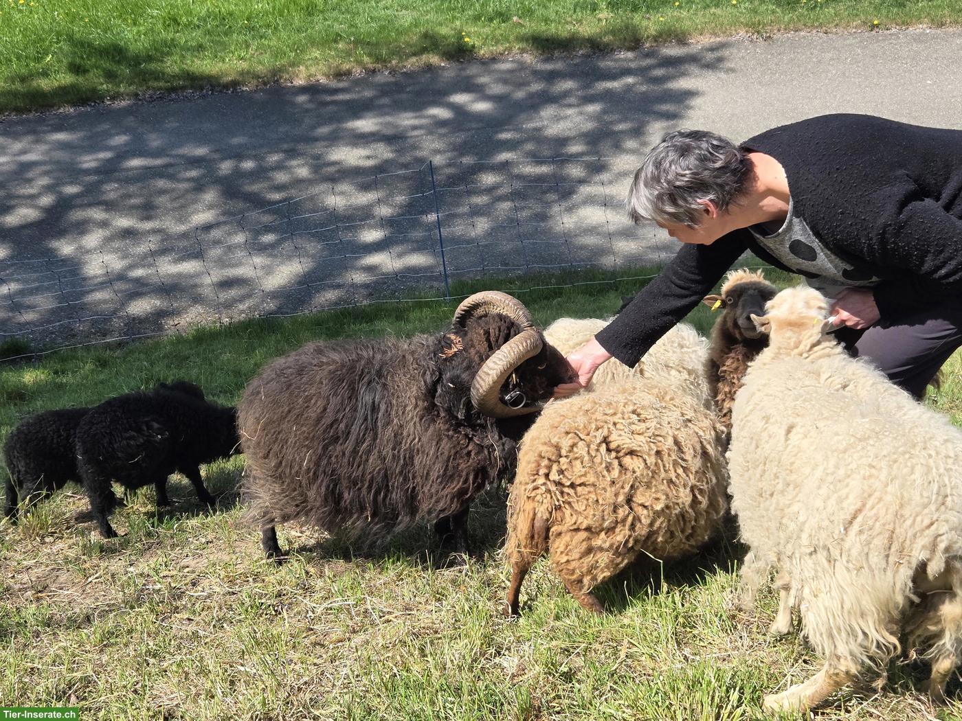 Bild 2: Ouessant Zuchtbock, schwarz