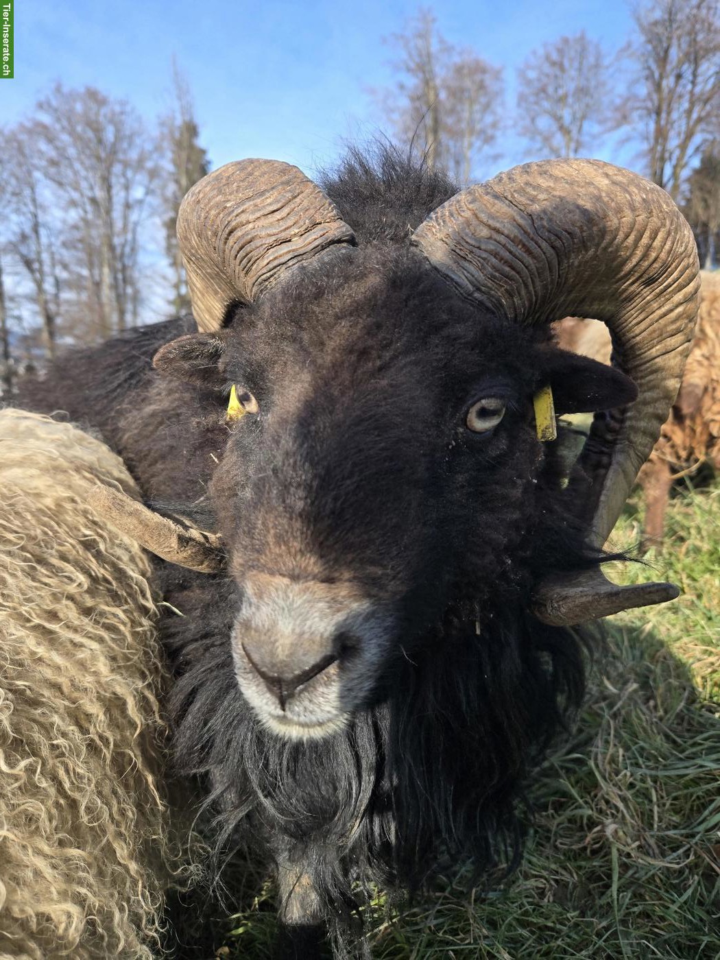 Bild 3: Ouessant Zuchtbock, schwarz