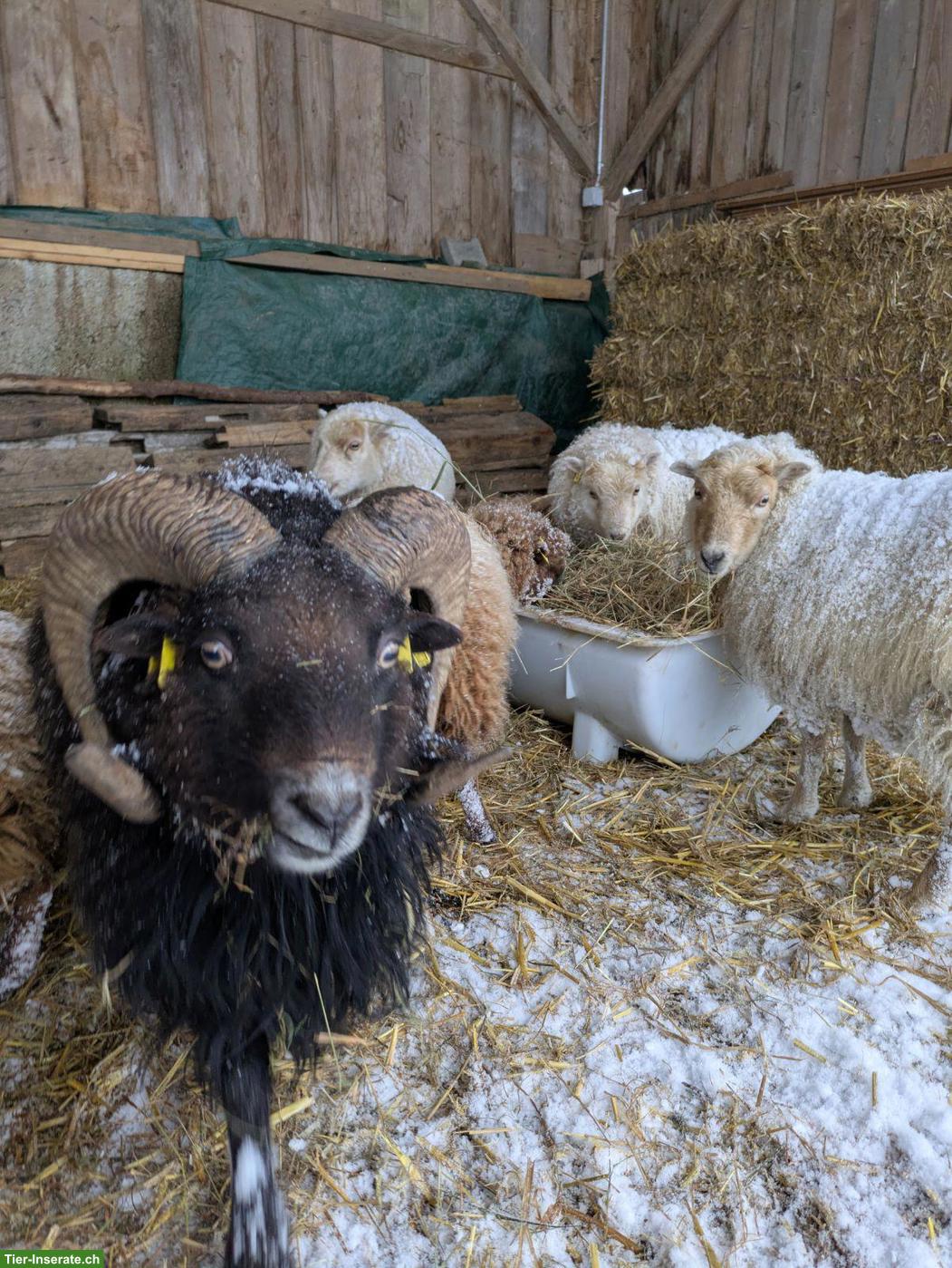 Bild 4: Ouessant Zuchtbock, schwarz