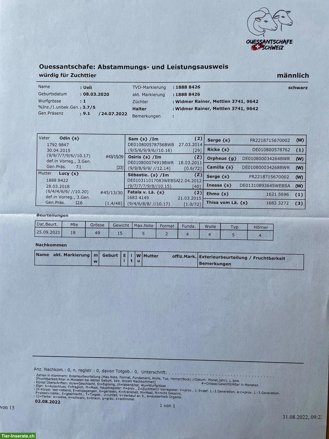 Bild 5: Ouessant Zuchtbock, schwarz