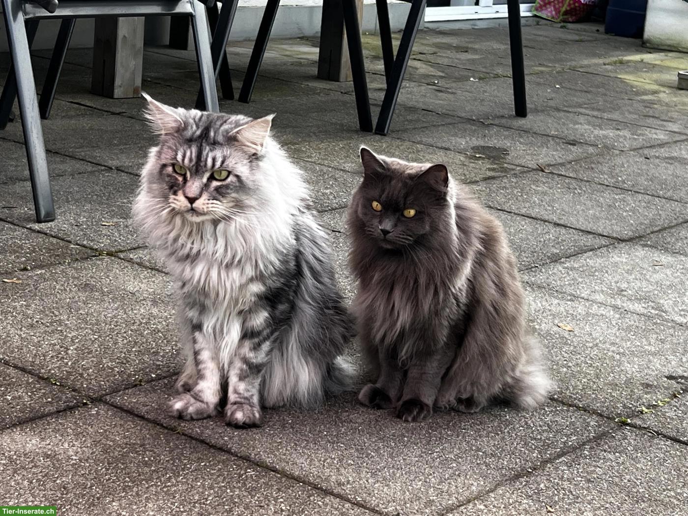 2 Maine Coon Katzen abzugeben