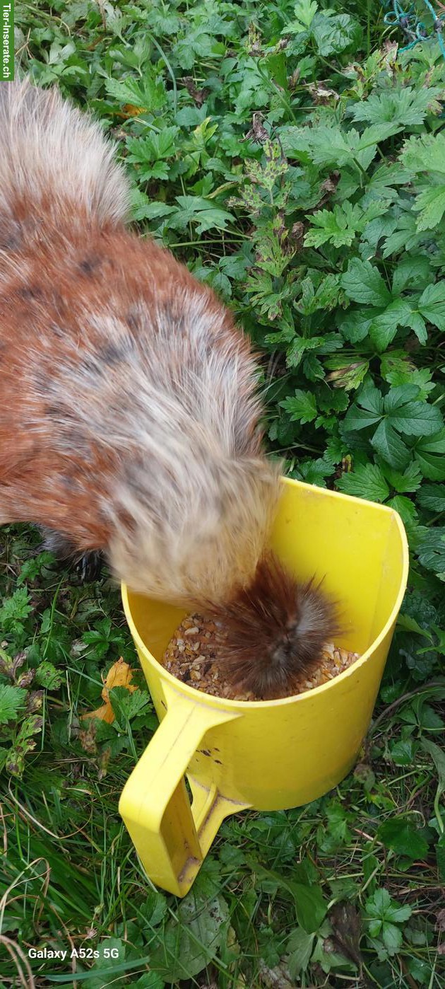 Bild 4: Lieber, zahmer Seidenhahn gratis abzugeben