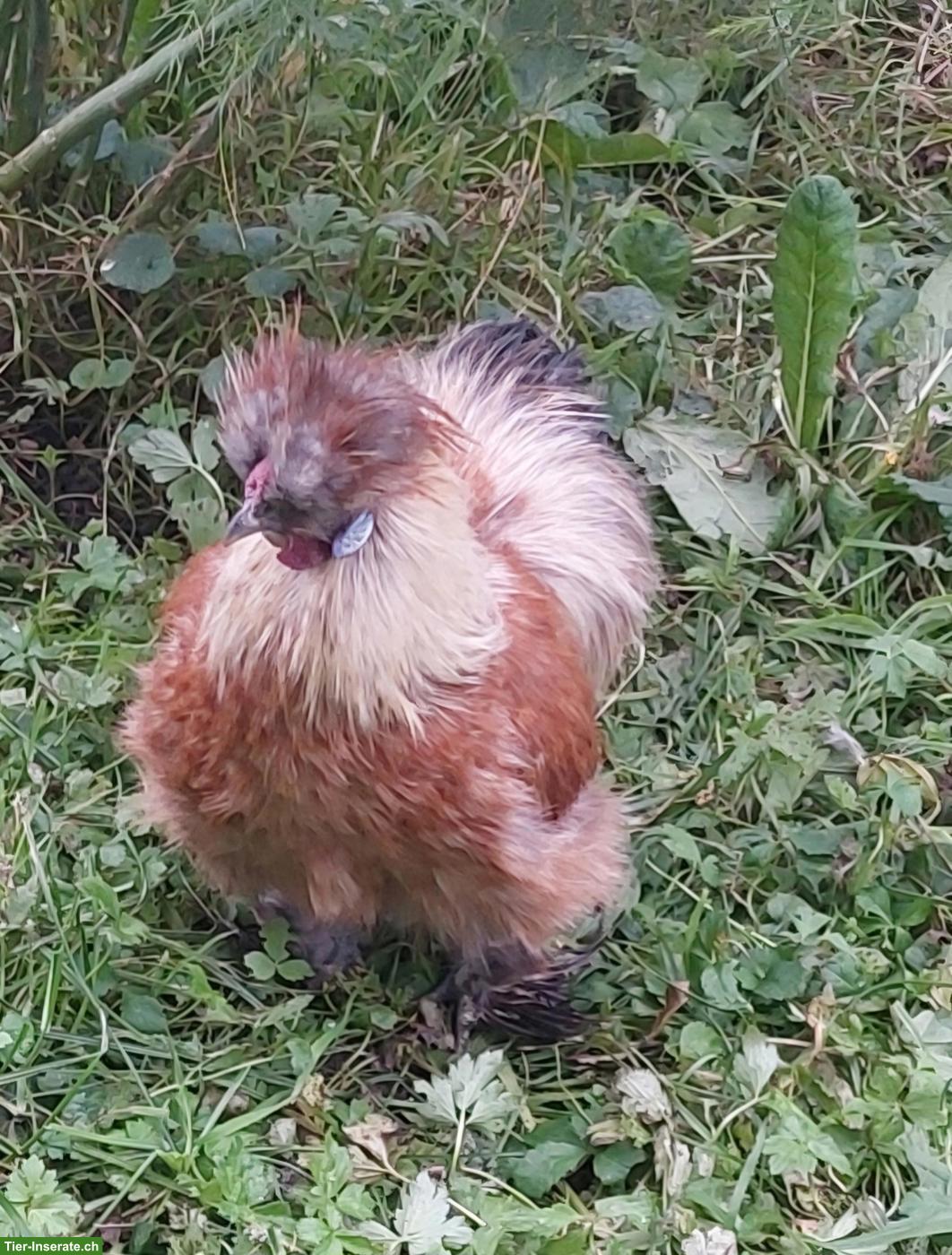 Bild 5: Lieber, zahmer Seidenhahn gratis abzugeben