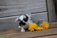 Miniloop und Löwenköpfli Zwergkaninchen
