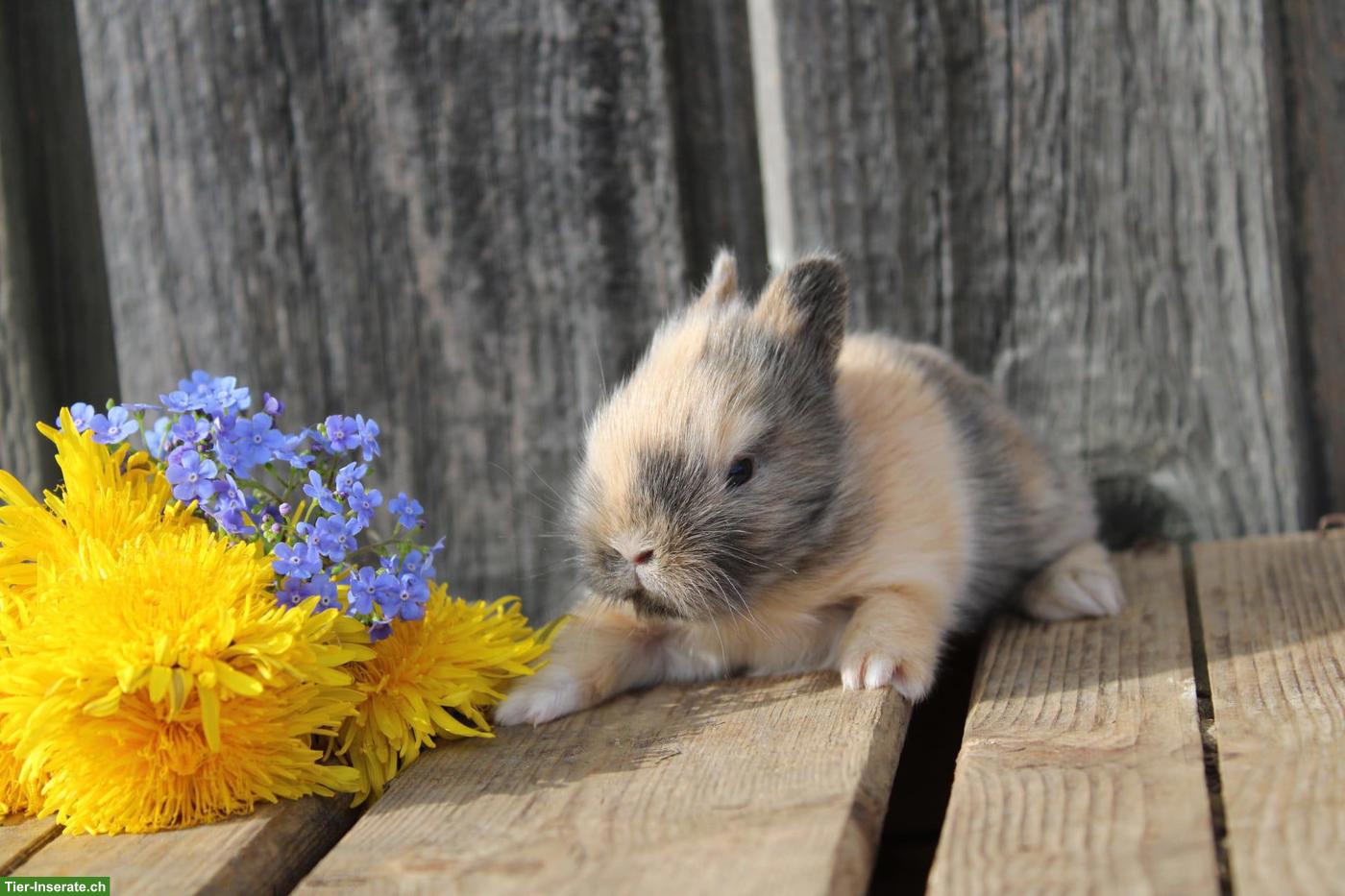 Bild 2: Miniloop und Löwenköpfli Zwergkaninchen