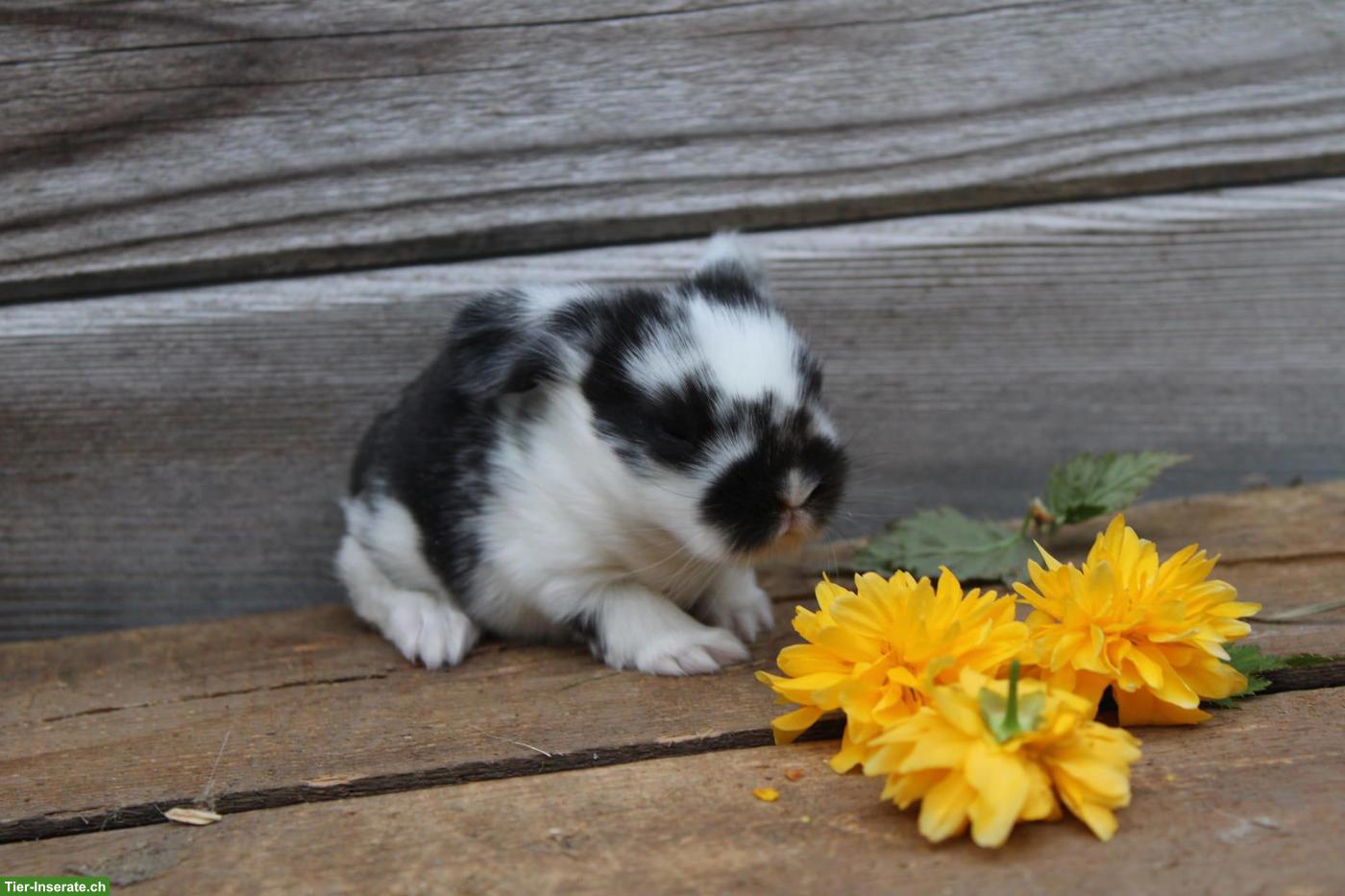 Bild 3: Miniloop und Löwenköpfli Zwergkaninchen