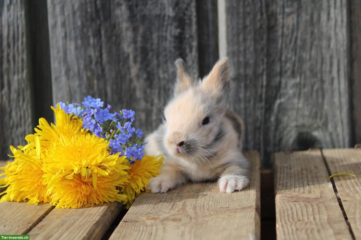 Bild 4: Miniloop und Löwenköpfli Zwergkaninchen