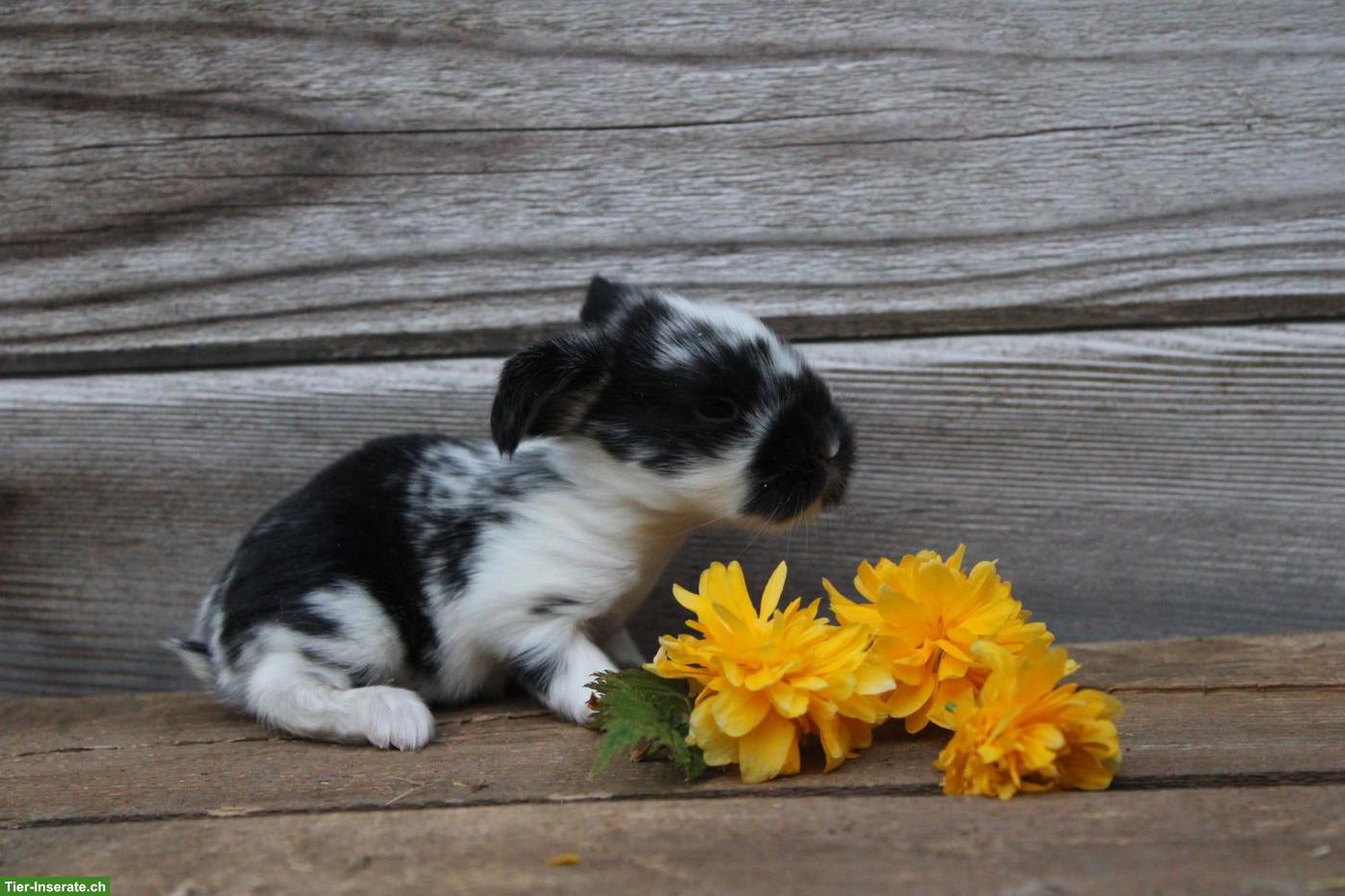 Bild 5: Miniloop und Löwenköpfli Zwergkaninchen