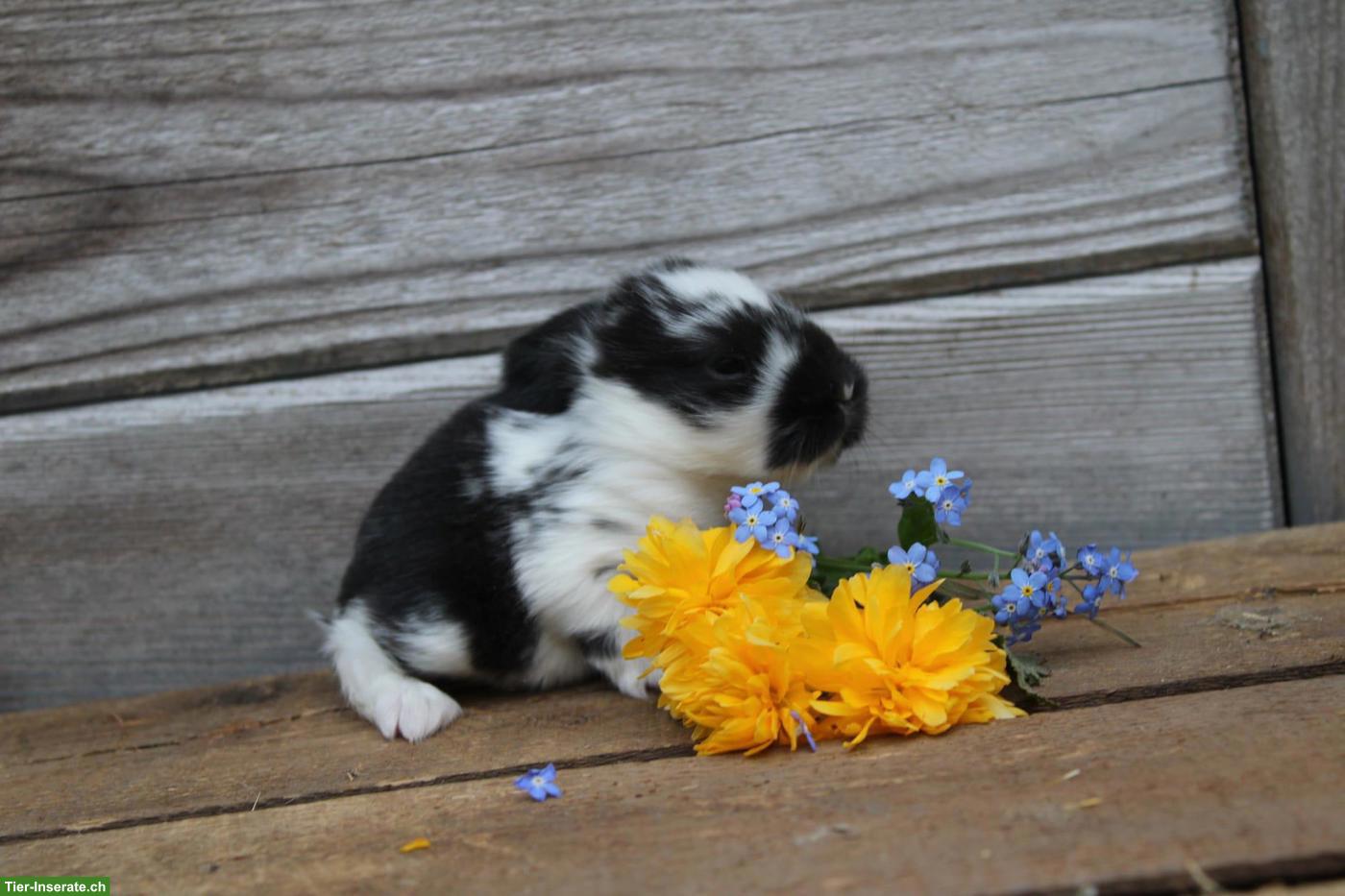 Bild 6: Miniloop und Löwenköpfli Zwergkaninchen