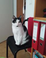 Kurzfristig eine geduldige Betreuung gesucht für meinen Kater