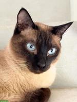 Siam-Kater sucht neues Zuhause 🐾