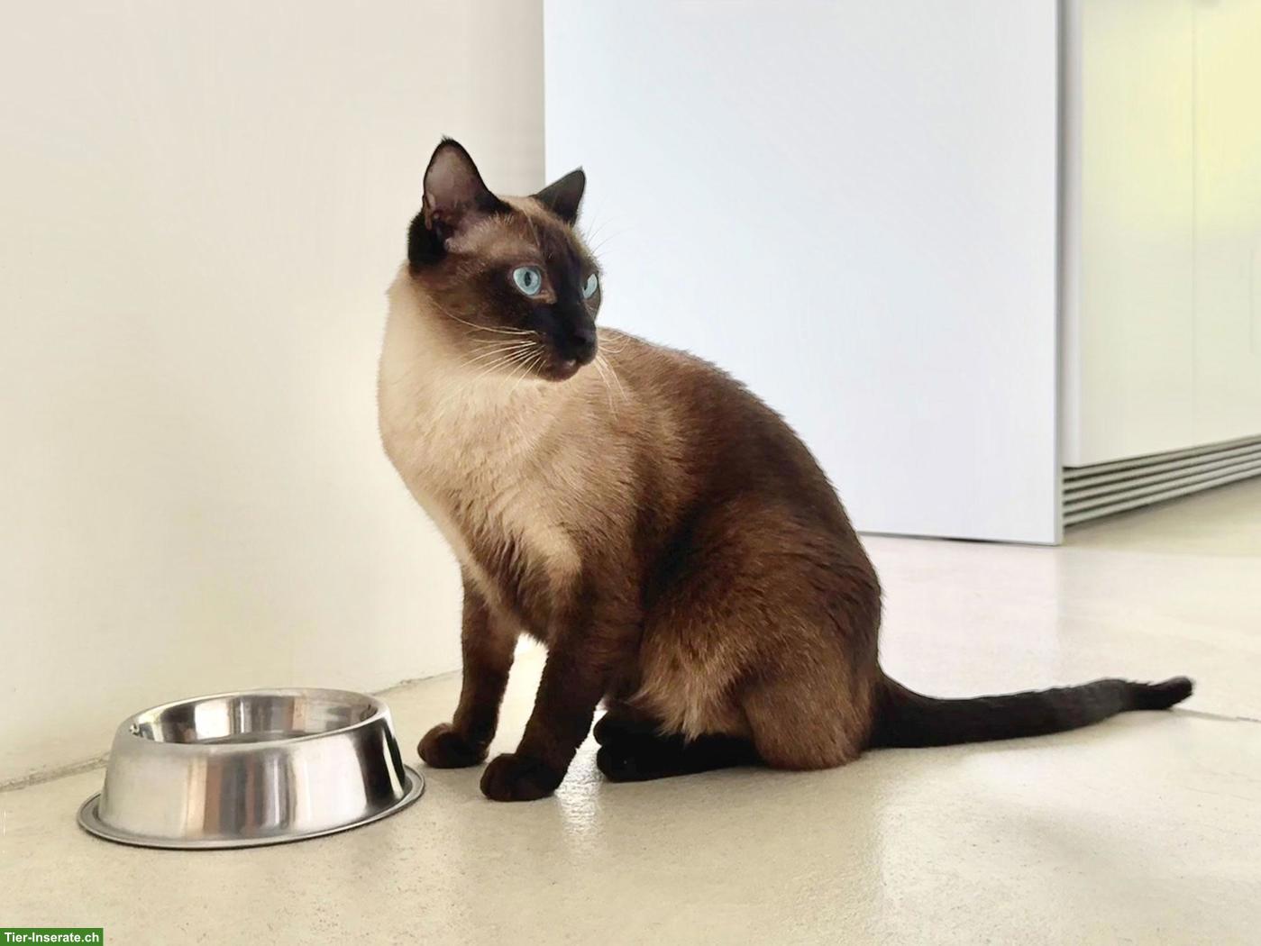 Bild 2: Siam-Kater sucht neues Zuhause 🐾