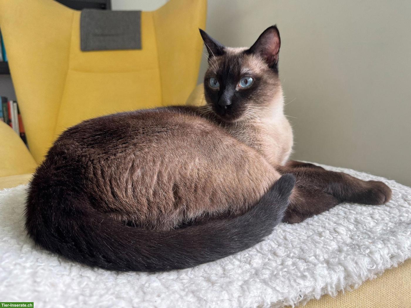 Bild 3: Siam-Kater sucht neues Zuhause 🐾