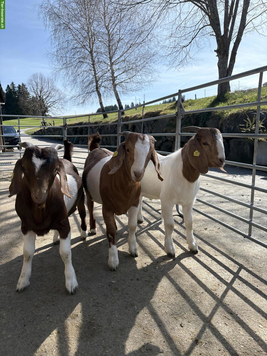 Junge Burenziegen-Böcke zu verkaufen