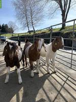 Junge Burenziegen-Böcke zu verkaufen