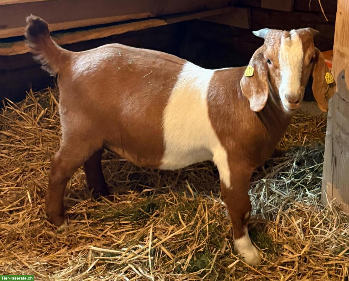 Bild 2: Junge Burenziegen-Böcke zu verkaufen