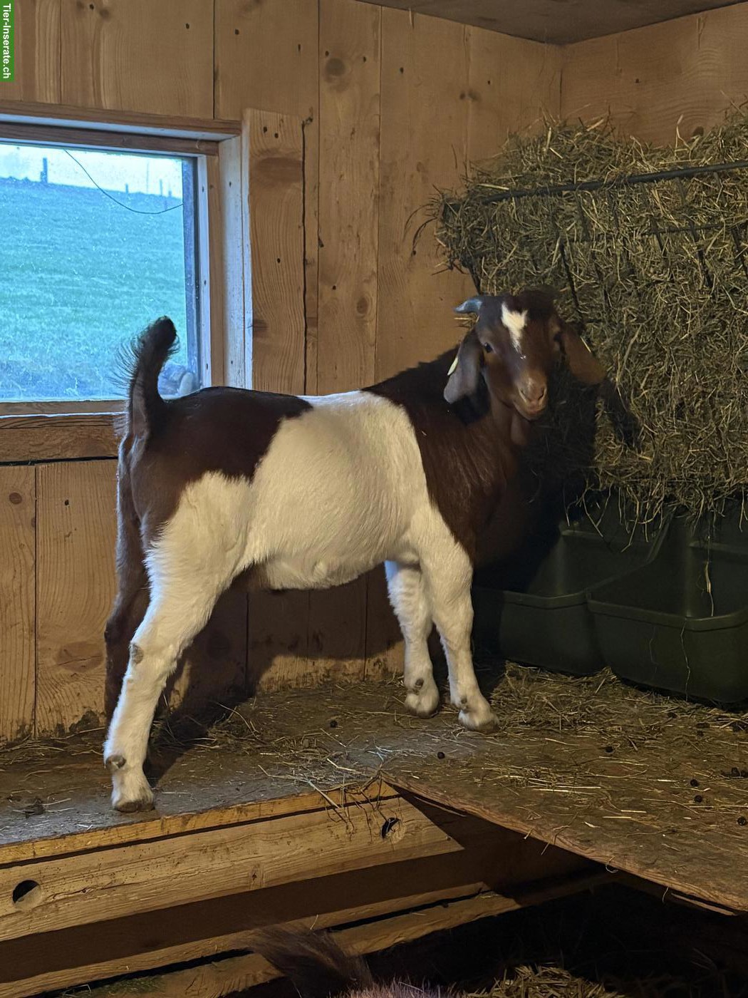 Bild 3: Junge Burenziegen-Böcke zu verkaufen