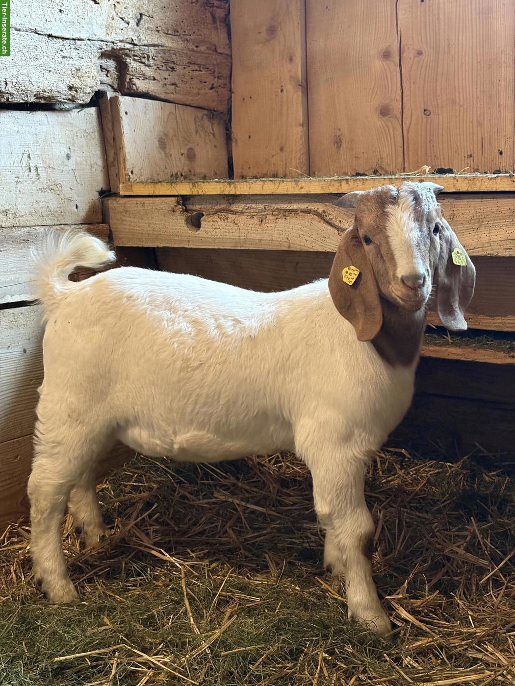 Bild 4: Junge Burenziegen-Böcke zu verkaufen